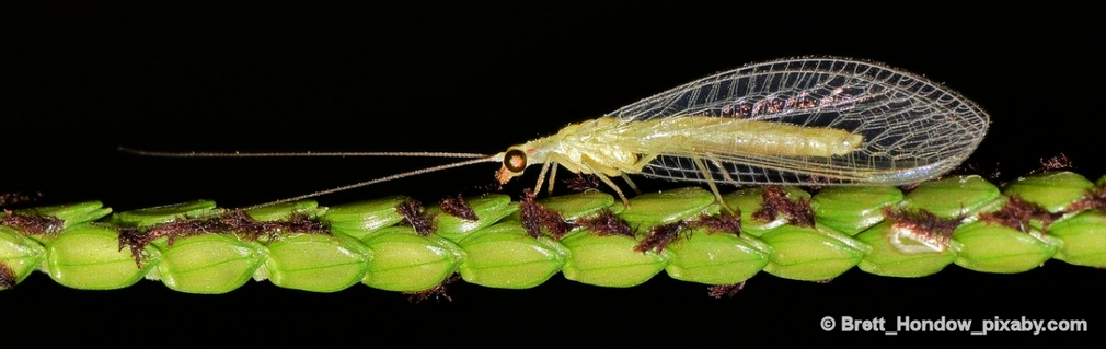 Foto: Brett-Hondow-pixabycom.png