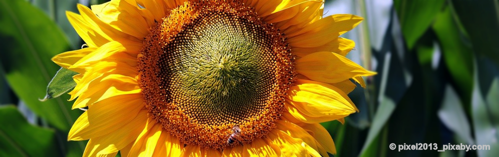 Foto: pixel2013-pixabycom.png